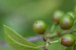 Lanceleaf buckthorn